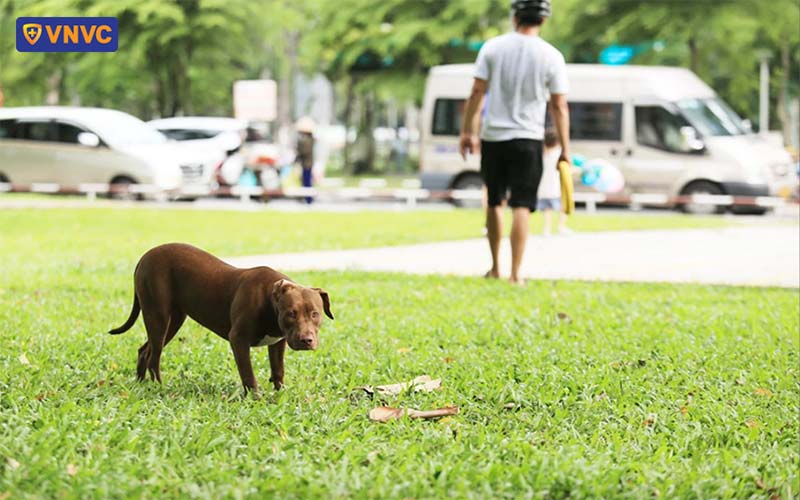 phòng ngừa chó cắn