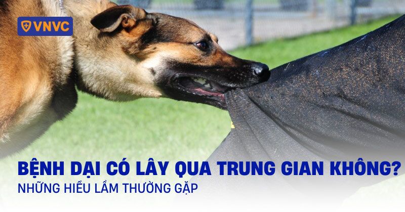bệnh dại có lây qua trung gian không