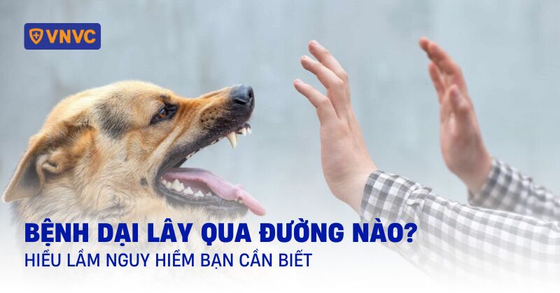 bệnh dại lây qua đường nào