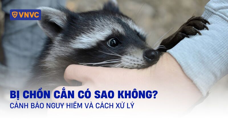 bị chồn cắn có sao không
