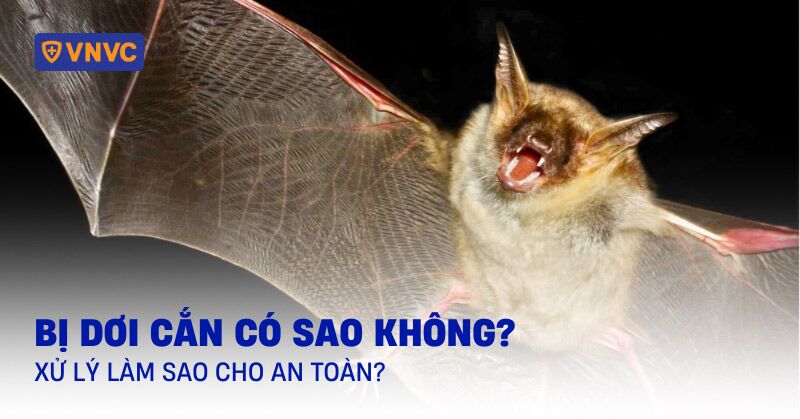 bị dơi cắn có sao không