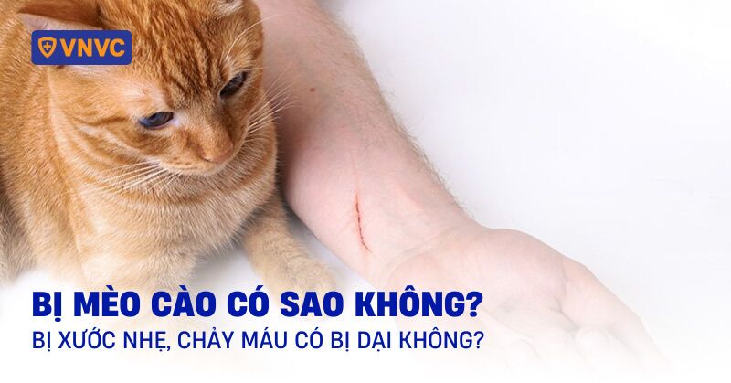 bị mèo cào có sao không