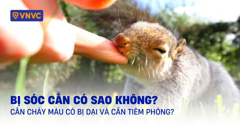 bị sóc cắn có sao không