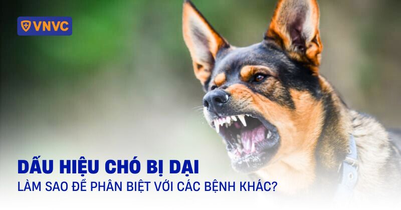 dấu hiệu chó bị dại