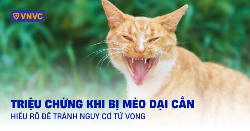 triệu chứng khi bị mèo dại cắn